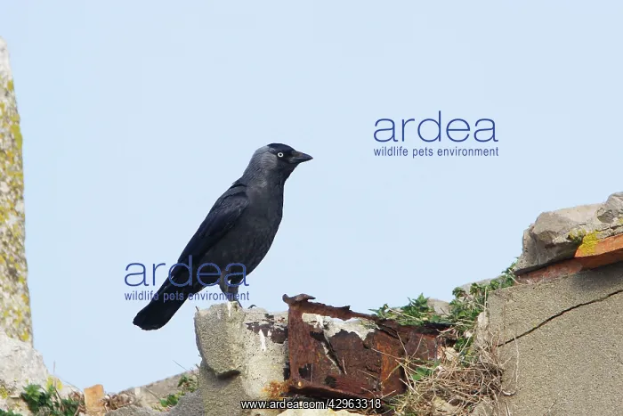 : Eurasian Jackdaw - Camargue - France : Eurasian Jackdaw - Camargue - France