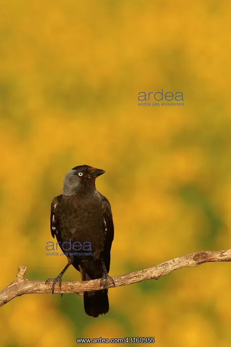 : Eurasian Jackdaw (Corvus monedula) on branch and : Eurasian Jackdaw (Corvus monedula) on branch and