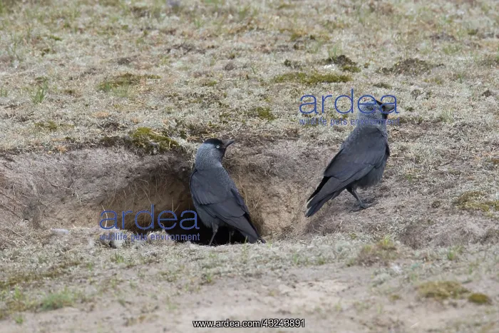 : Eurasian Jackdaw - couple in front of a rabbit burrow : Eurasian Jackdaw - couple in front of a rabbit burrow