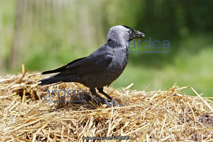 : Eurasian Jackdaw - looking for food : Eurasian Jackdaw - looking for food