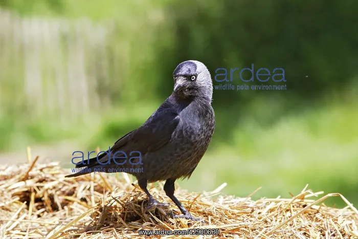 : Eurasian Jackdaw - looking for food : Eurasian Jackdaw - looking for food