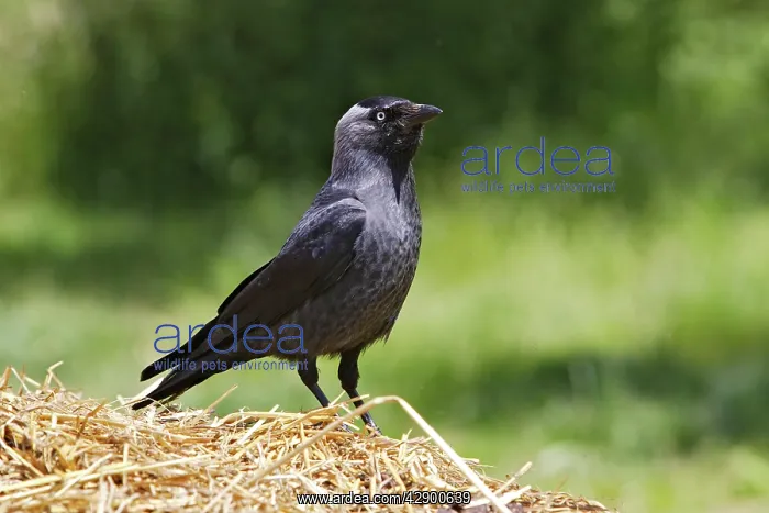 : Eurasian Jackdaw - looking for food : Eurasian Jackdaw - looking for food