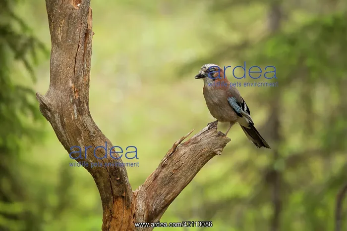 : Eurasian Jay : Eurasian Jay
