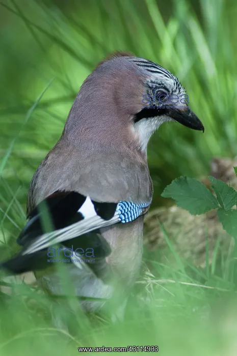 : Eurasian Jay : Eurasian Jay