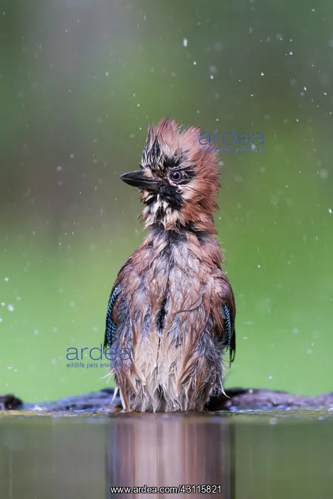  : Eurasian Jay