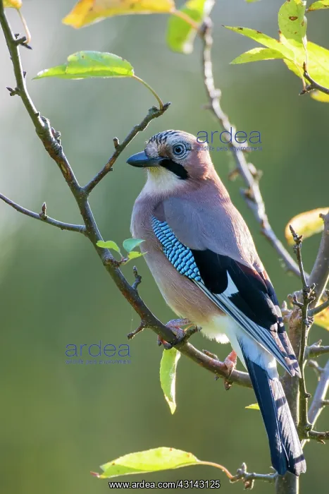 : Eurasian Jay : Eurasian Jay