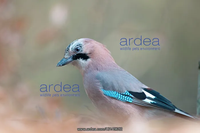: Eurasian Jay : Eurasian Jay