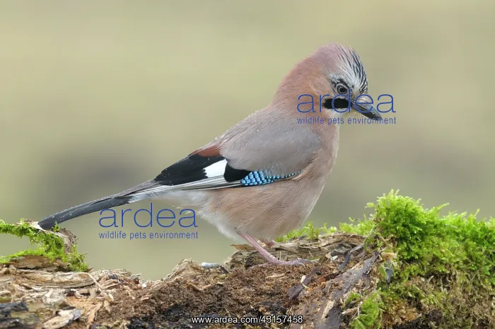 : Eurasian Jay : Eurasian Jay