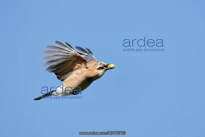 : Eurasian Jay : Eurasian Jay