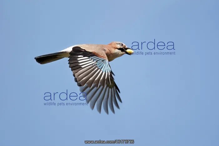 : Eurasian Jay : Eurasian Jay