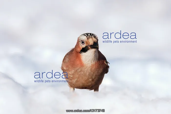 : Eurasian Jay : Eurasian Jay