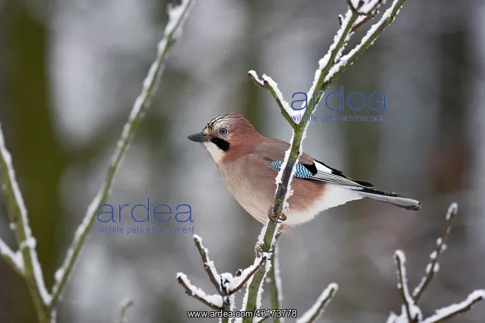 : Eurasian Jay : Eurasian Jay