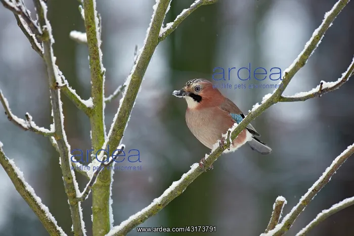 : Eurasian Jay : Eurasian Jay