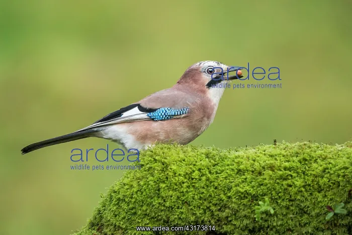 : Eurasian Jay : Eurasian Jay