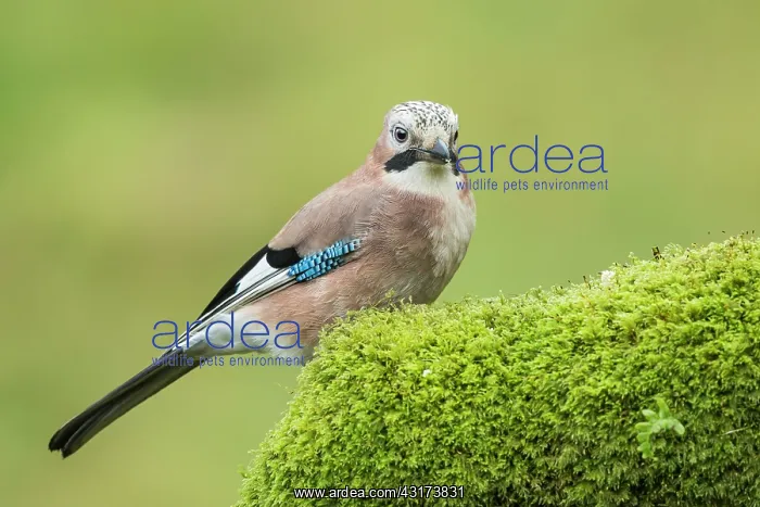 : Eurasian Jay : Eurasian Jay
