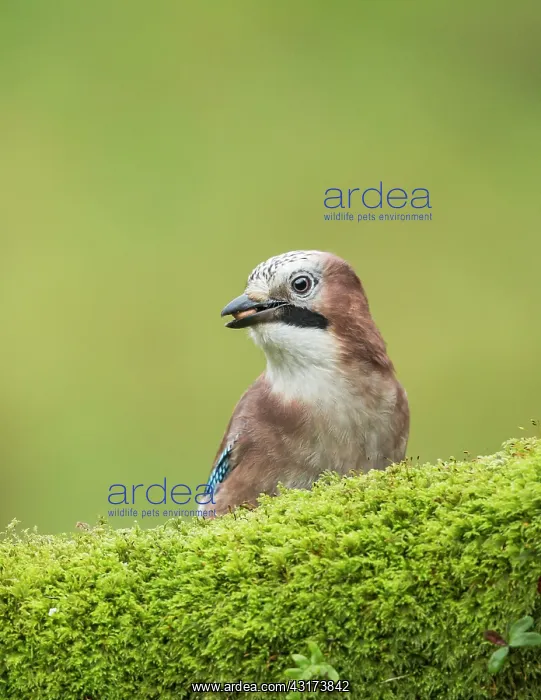 : Eurasian Jay : Eurasian Jay