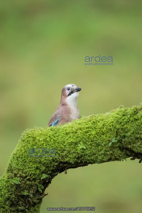 : Eurasian Jay : Eurasian Jay