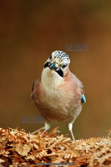 : Eurasian Jay : Eurasian Jay