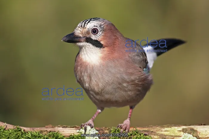 : Eurasian Jay : Eurasian Jay