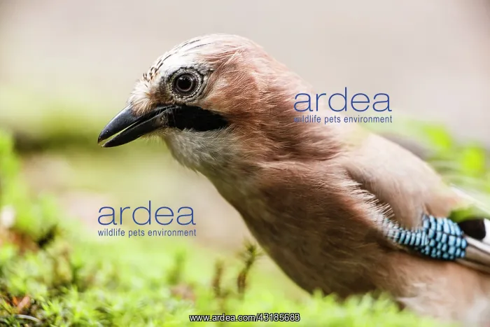 : Eurasian Jay : Eurasian Jay