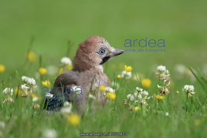 : Eurasian Jay : Eurasian Jay