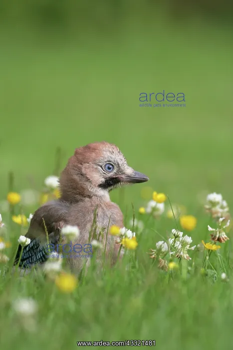 : Eurasian Jay : Eurasian Jay