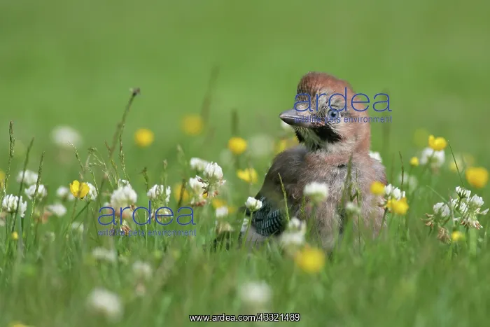 : Eurasian Jay : Eurasian Jay
