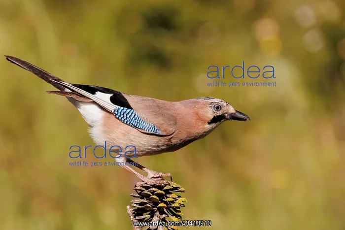  : EURASIAN JAY