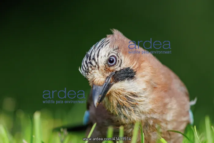 : EURASIAN JAY : EURASIAN JAY