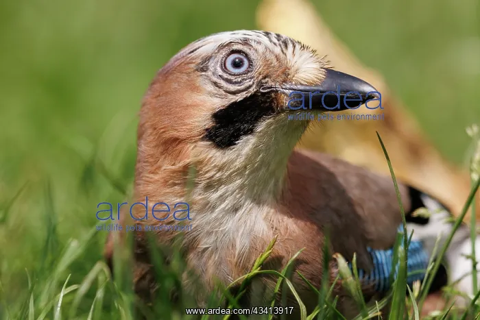: EURASIAN JAY : EURASIAN JAY