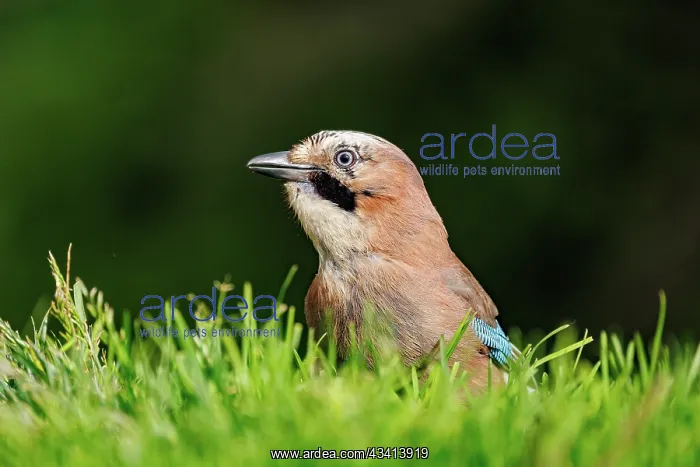  : EURASIAN JAY