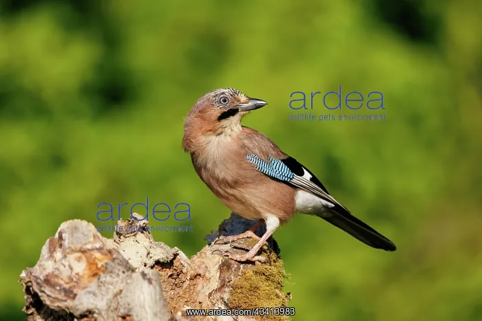 : EURASIAN JAY : EURASIAN JAY