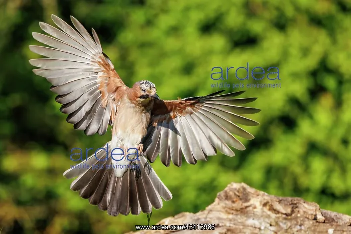 : EURASIAN JAY : EURASIAN JAY