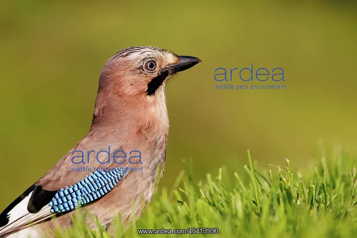 : EURASIAN JAY : EURASIAN JAY