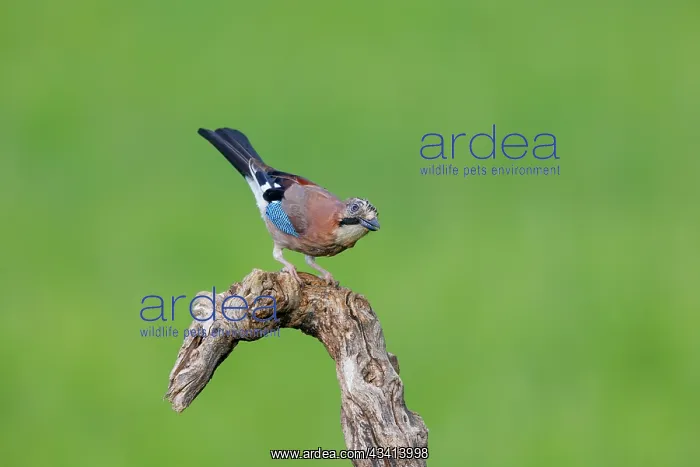 : EURASIAN JAY : EURASIAN JAY