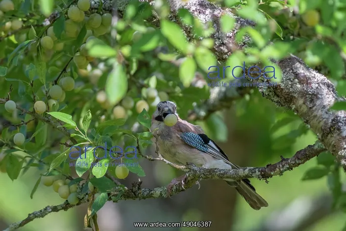 : EURASIAN JAY : EURASIAN JAY