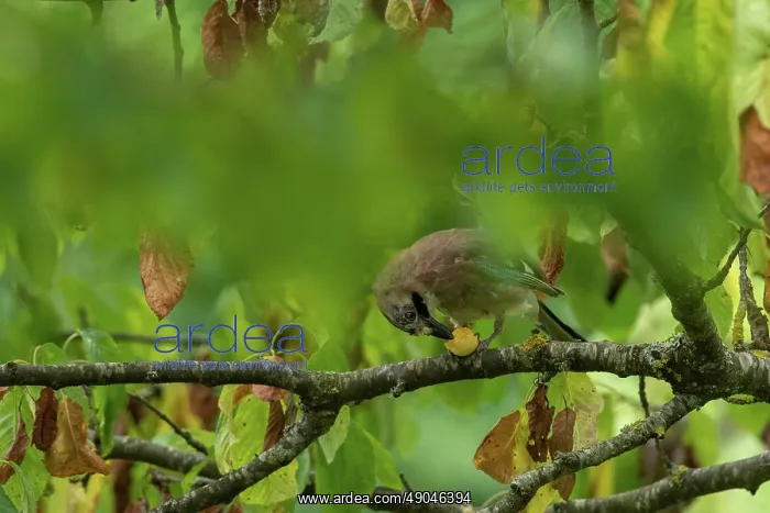  : EURASIAN JAY