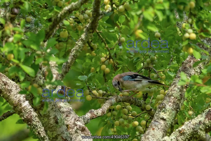 : EURASIAN JAY : EURASIAN JAY