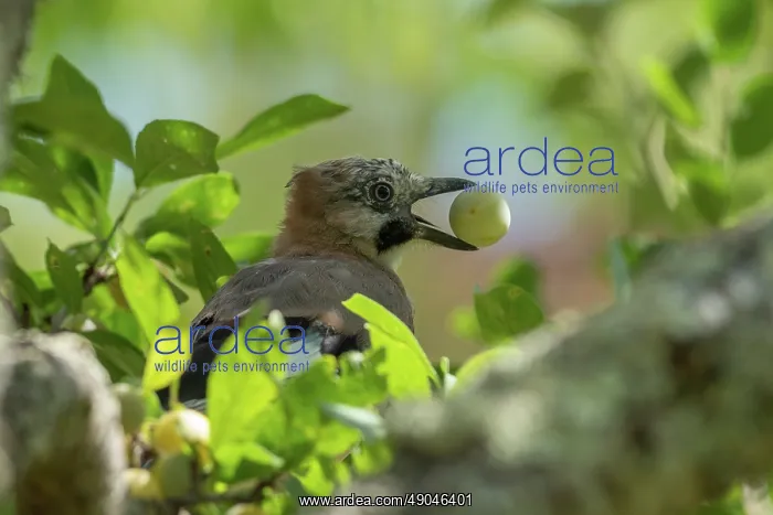 : EURASIAN JAY : EURASIAN JAY