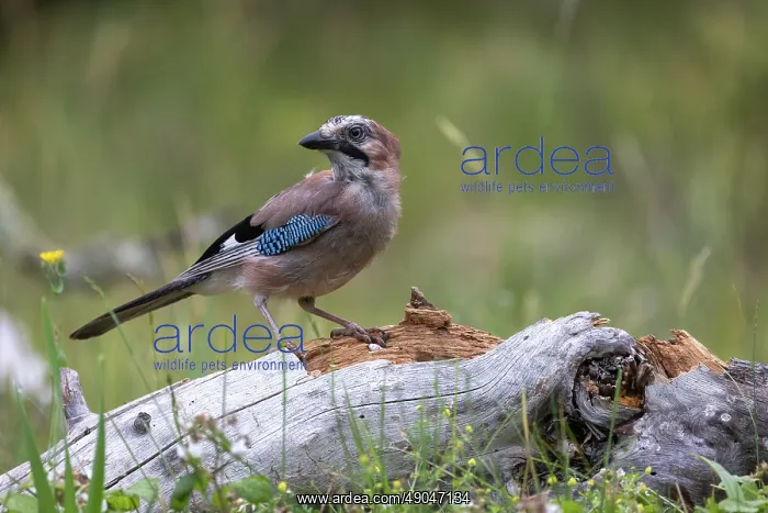 : EURASIAN JAY : EURASIAN JAY