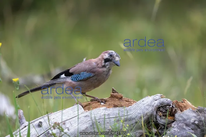 : EURASIAN JAY : EURASIAN JAY