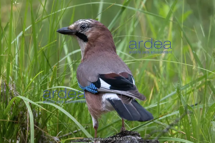: EURASIAN JAY : EURASIAN JAY
