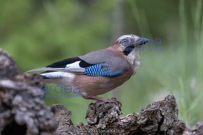 : EURASIAN JAY : EURASIAN JAY
