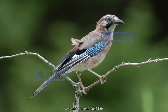 : EURASIAN JAY : EURASIAN JAY