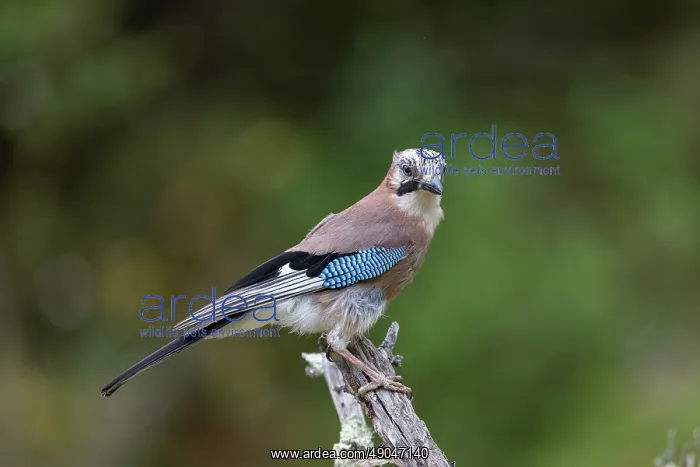 : EURASIAN JAY : EURASIAN JAY