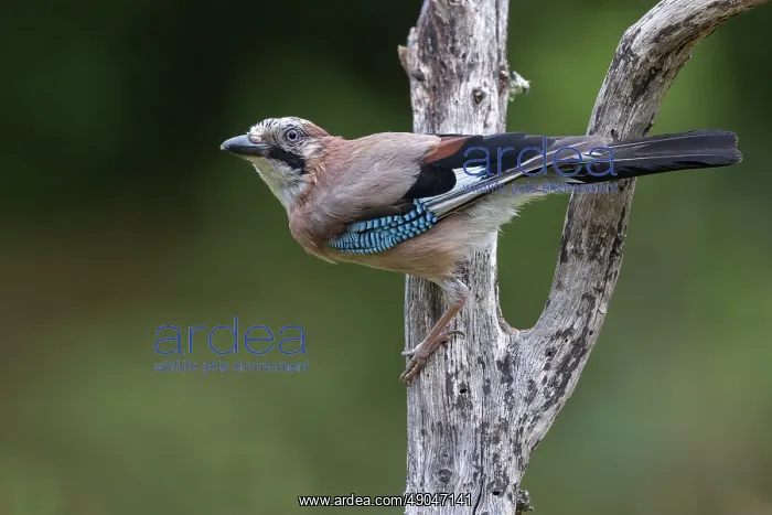 : EURASIAN JAY : EURASIAN JAY