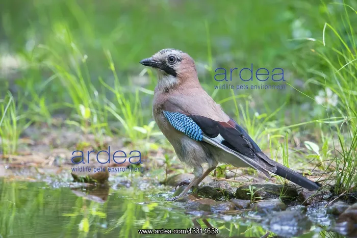 : Eurasian Jay - adult bird - Germany : Eurasian Jay - adult bird - Germany