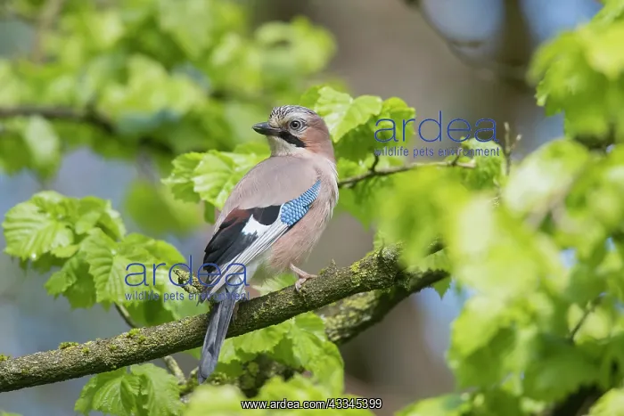  : Eurasian Jay - adult bird perched on a branch -