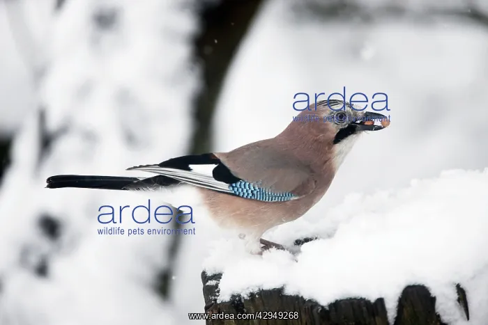 : Eurasian Jay - Eating peanuts in snow : Eurasian Jay - Eating peanuts in snow
