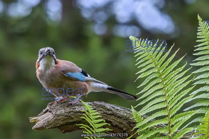 : Eurasian jay, European jay (Garrulus glandarius) : Eurasian jay, European jay (Garrulus glandarius)